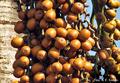 moriche palm